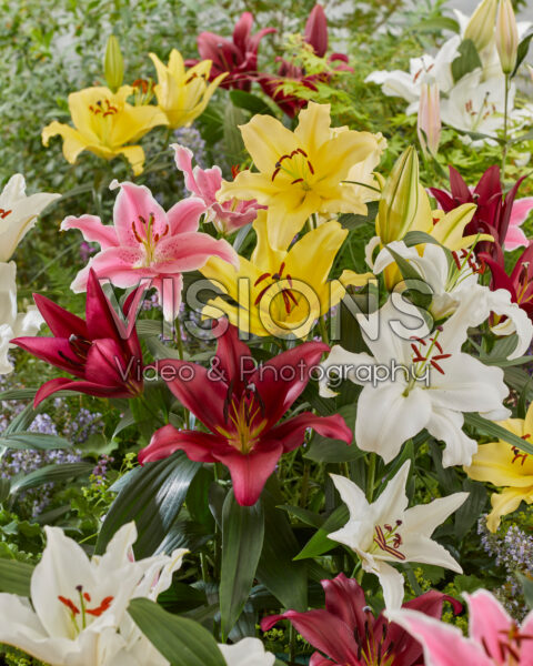 Lilium Casablanca-mix