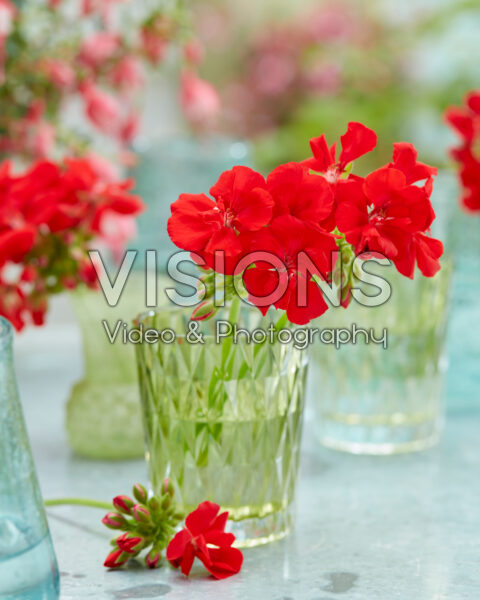 Pelargonium Solfaro Salema Pelargonium Solfaro Salema