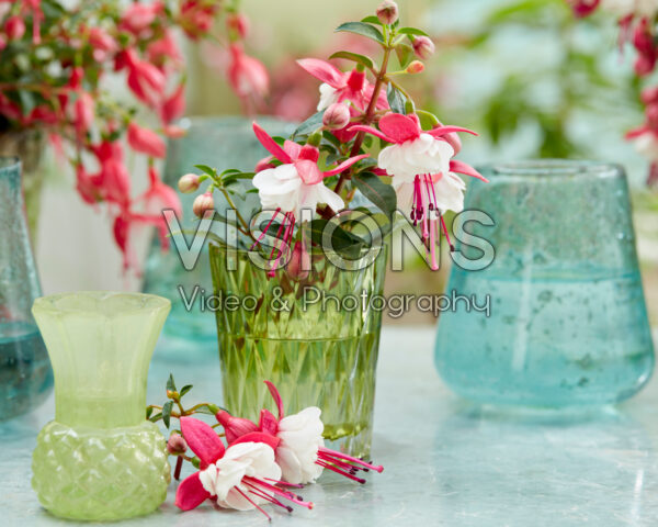 Fuchsia Jollies Madiran