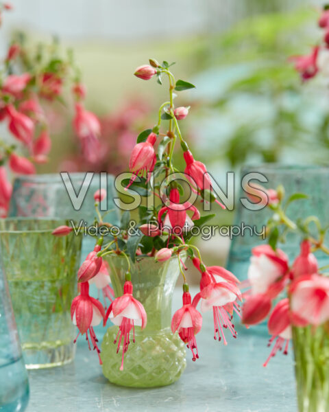 Fuchsia Jollies Versailles Fuchsia Jollies Versailles