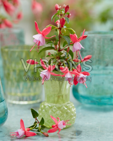 Fuchsia Jollies Laval Fuchsia Jollies Laval