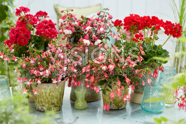 Fuchsia and Pelargonium collection Fuchsia and Pelargonium collection