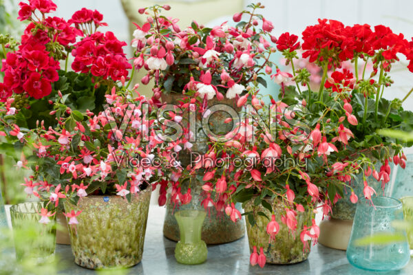 Fuchsia en Pelargonium collectie Fuchsia en Pelargonium collectie
