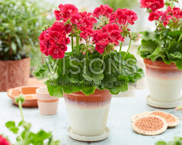 Pelargonium Solfaro Moura