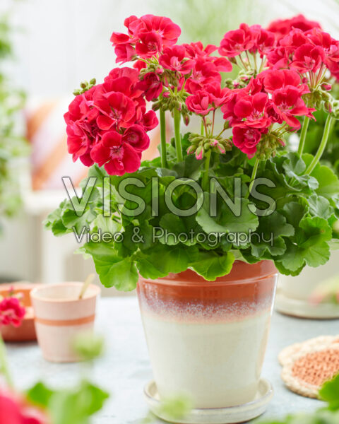 Pelargonium Solfaro Moura