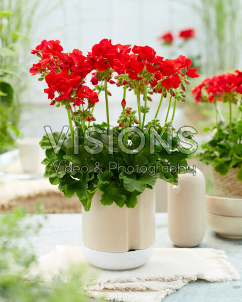 Pelargonium Solfaro Salema Pelargonium Solfaro Salema