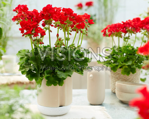 Pelargonium Solfaro Salema Pelargonium Solfaro Salema