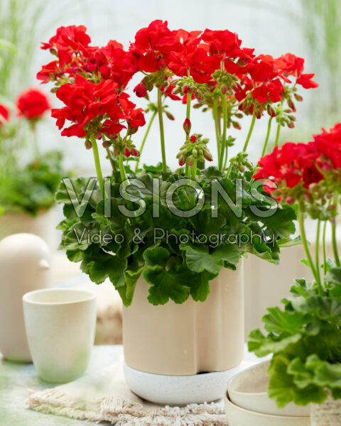Pelargonium Solfaro Salema