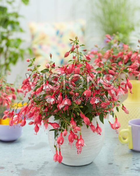 Fuchsia Jollies Versailles