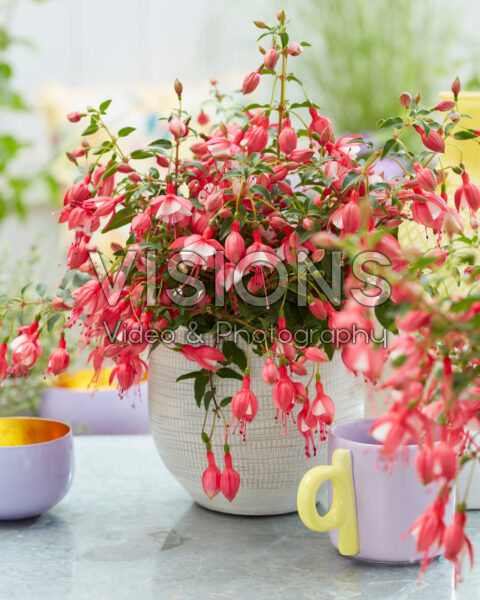 Fuchsia Jollies Versailles Fuchsia Jollies Versailles