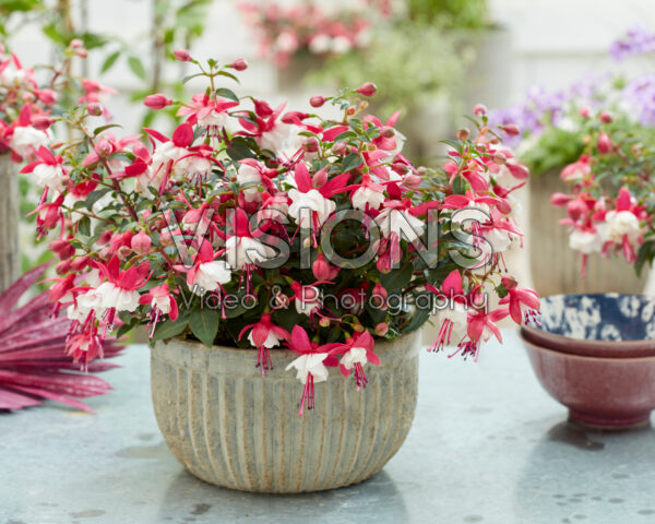 Fuchsia Jollies Madiran Fuchsia Jollies Madiran