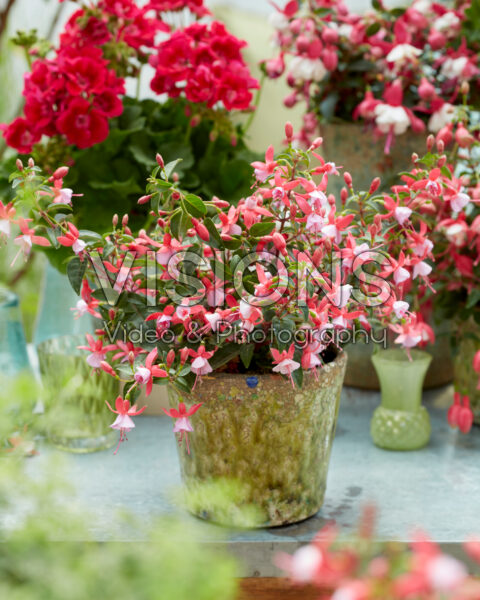 Fuchsia Jollies Laval