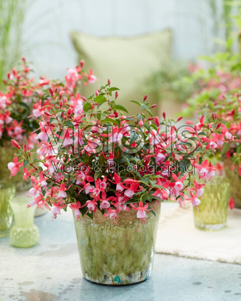 Fuchsia Jollies Laval Fuchsia Jollies Laval