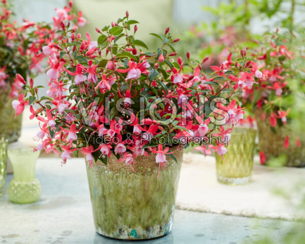 Fuchsia Jollies Laval