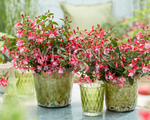 Fuchsia Jollies Laval