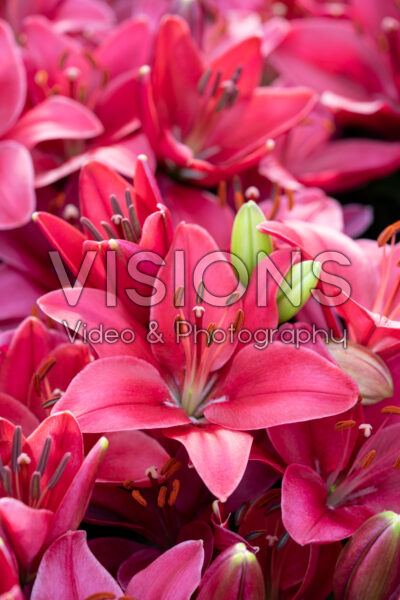 Lilium Buzzer Lilium Buzzer