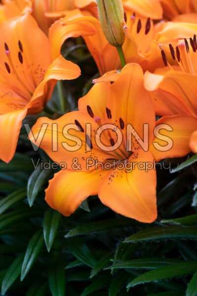 Lilium Victory Joy