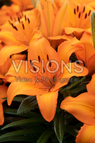 Lilium Victory Joy Lilium Victory Joy