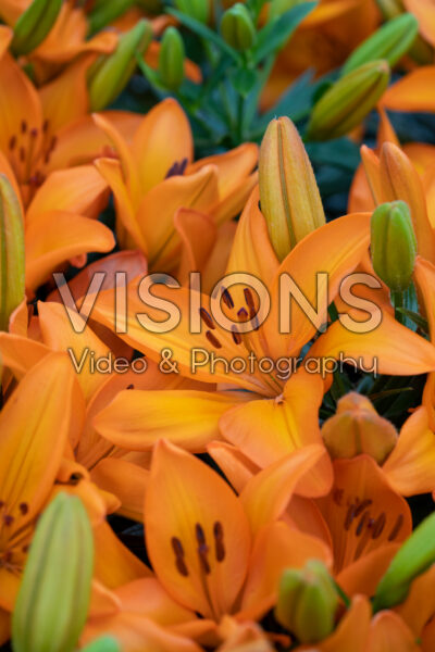 Lilium Lava Joy Lilium Lava Joy