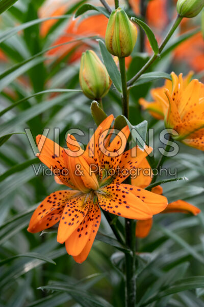 Lilium Orangerie Lilium Orangerie