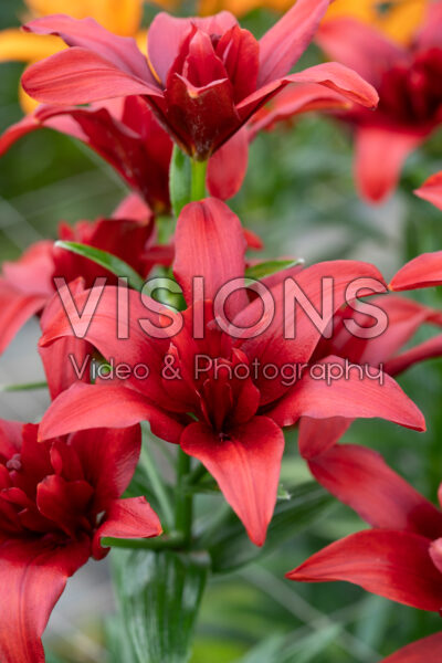Lilium Bald Eagle Lilium Bald Eagle