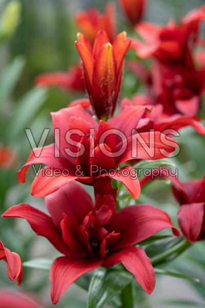 Lilium Bald Eagle Lilium Bald Eagle