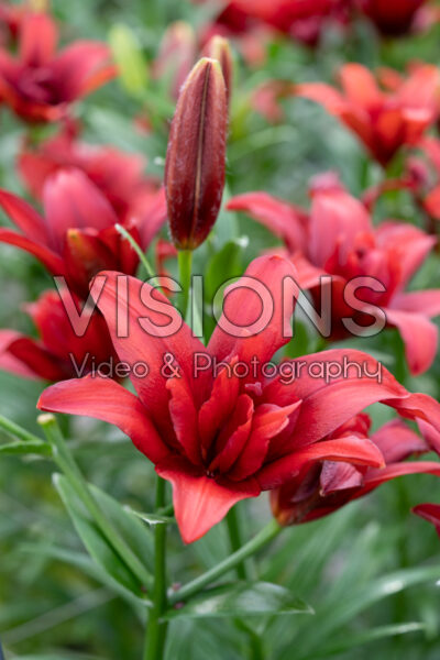 Lilium Bald Eagle Lilium Bald Eagle