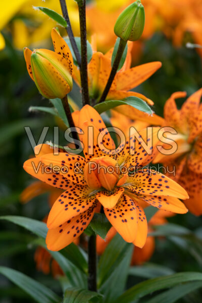 Lilium Orangerie Lilium Orangerie