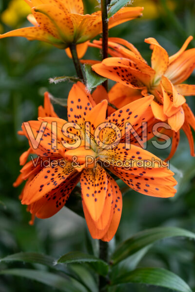 Lilium Orangerie Lilium Orangerie