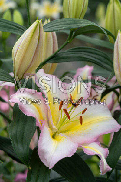Lilium Captain Tricolore Lilium Captain Tricolore