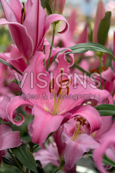 Lilium Think Pink Lilium Think Pink
