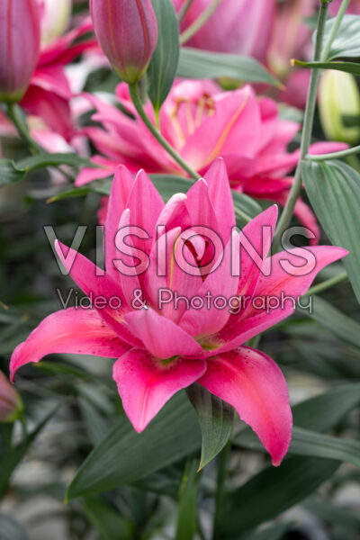 Lilium Twyford Lilium Twyford