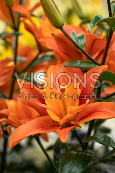 Lilium Caddy Lilium Caddy