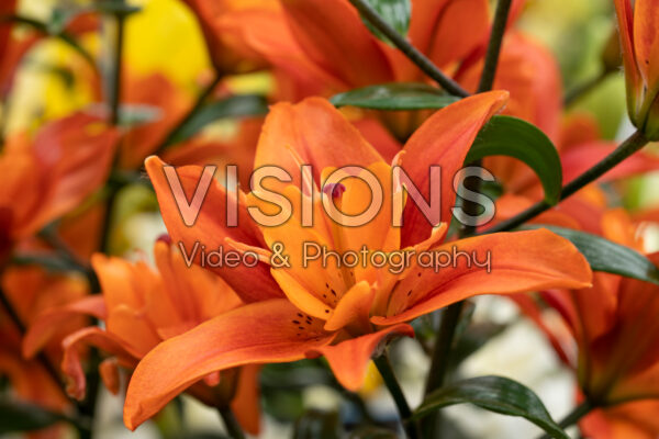 Lilium Caddy Lilium Caddy