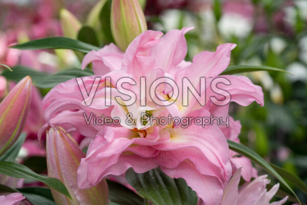 Lilium Laveno Lilium Laveno