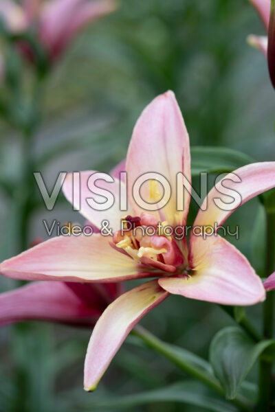 Lilium Double Trouble Lilium Double Trouble