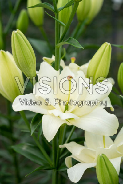 Lilium Belvedere Lilium Belvedere