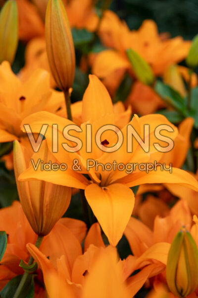 Lilium Forehand