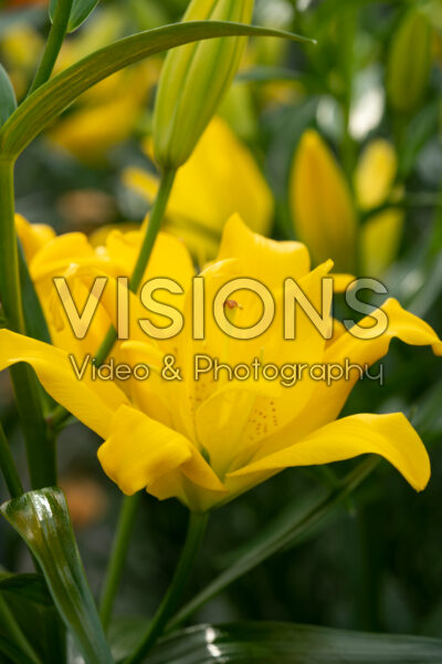 Lilium Sundew Lilium Sundew