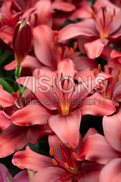 Lilium Claret Joy