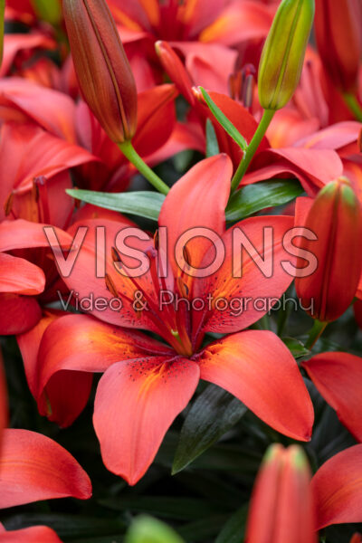 Lilium Tropical Joy
