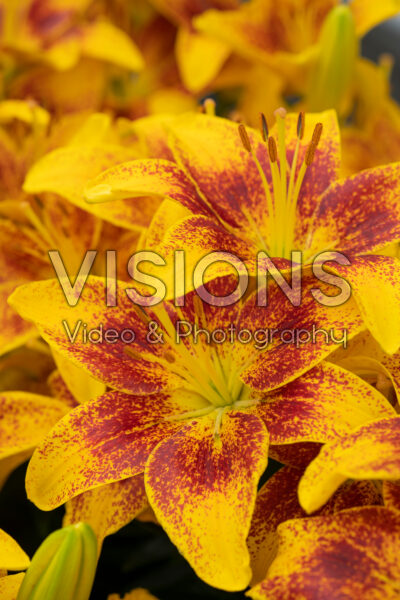 Lilium Tiny Parrot Lilium Tiny Parrot