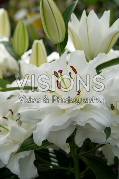 Lilium Chardonnay Lilium Chardonnay