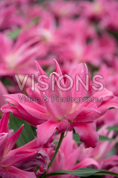 Lilium Kadango Lilium Kadango