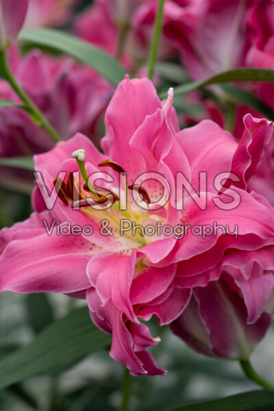 Lilium Dreamline Lilium Dreamline