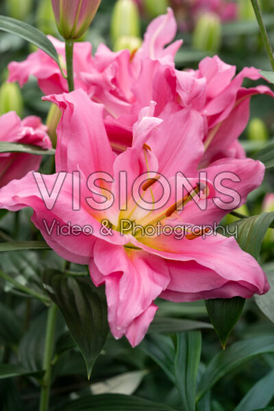 Lilium Younique Lilium Younique