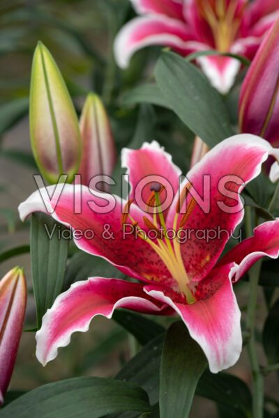 Lilium King Solomon Lilium King Solomon