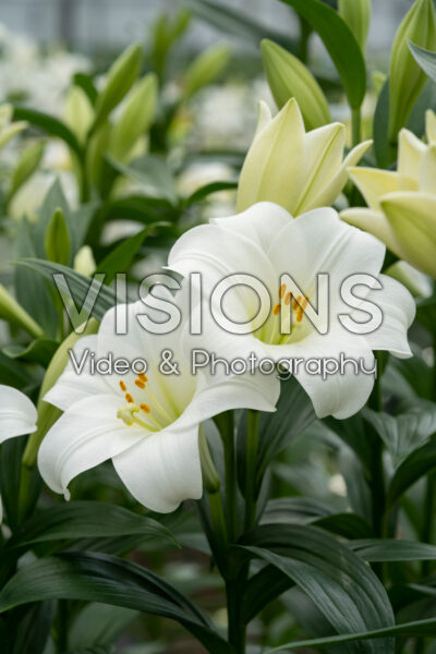 Lilium Show Up Lilium Show Up