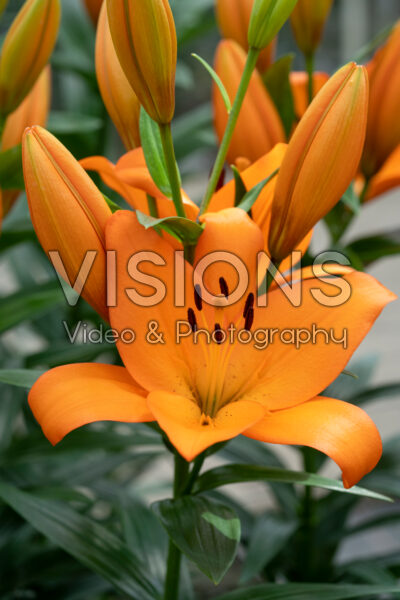 Lilium Kodaira Lilium Kodaira