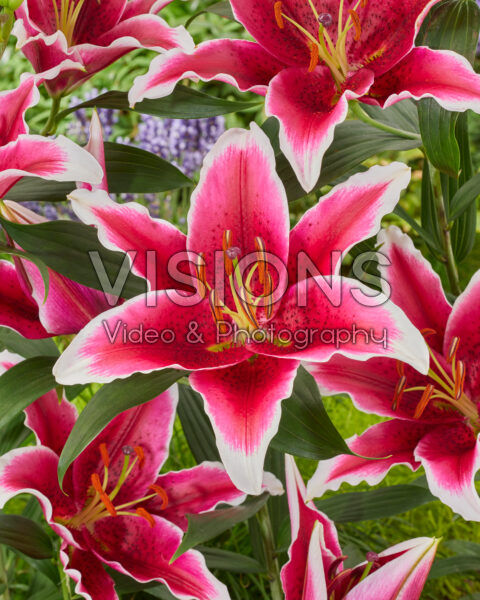 Lilium King Solomon Lilium King Solomon